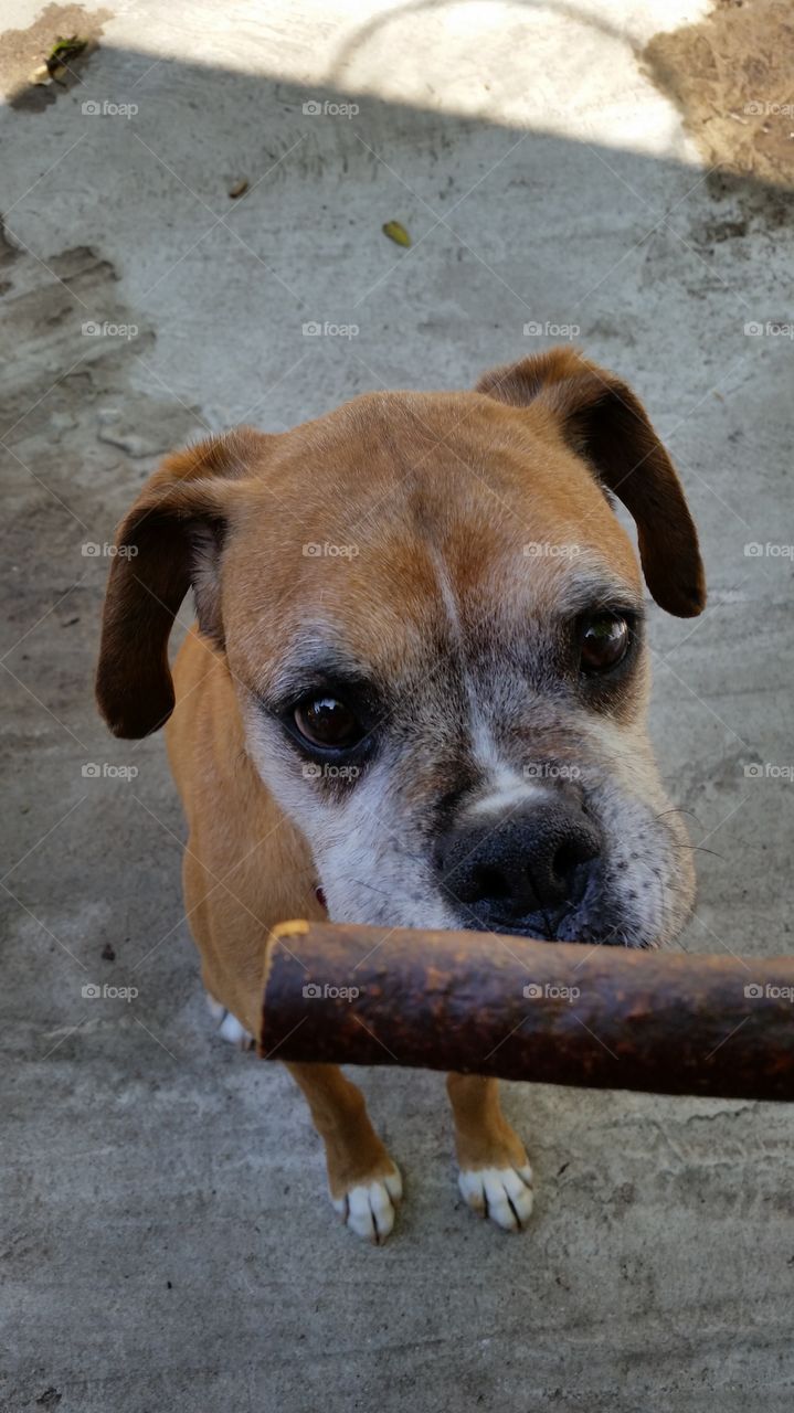 Brown boxer dog looking at a treat