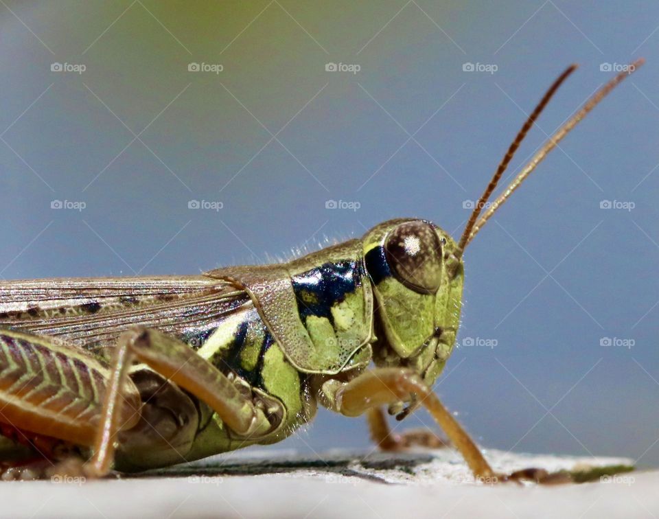 Grasshopper 