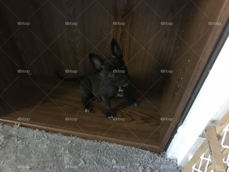 My little Harley, 5 weeks, exploring his new home! 