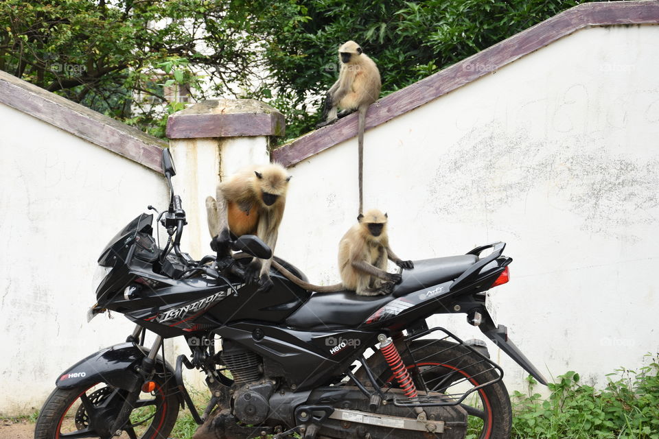 Monkey in Bike