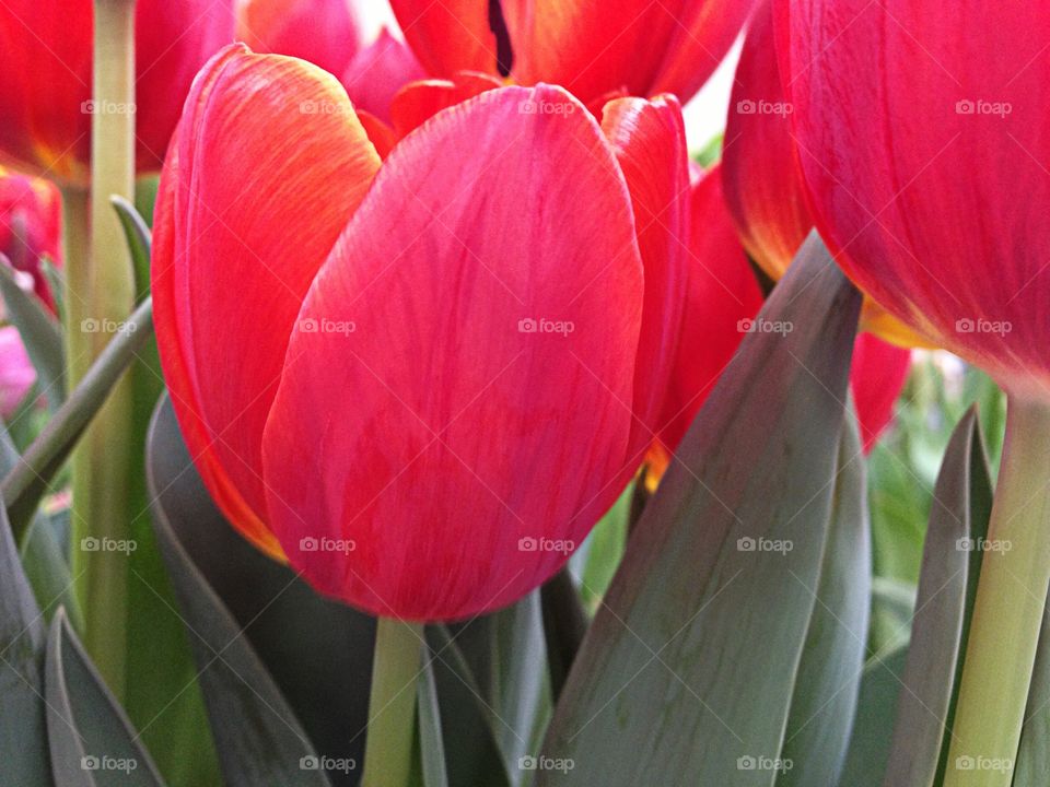 Red tulip