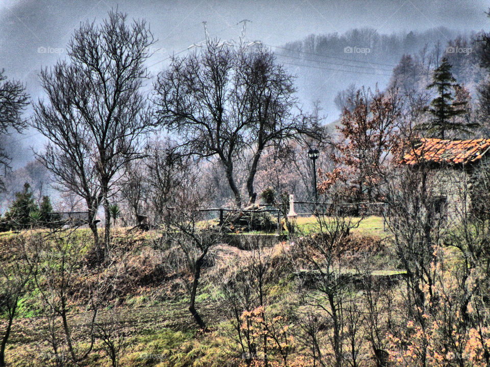 Alberi nella nebbia