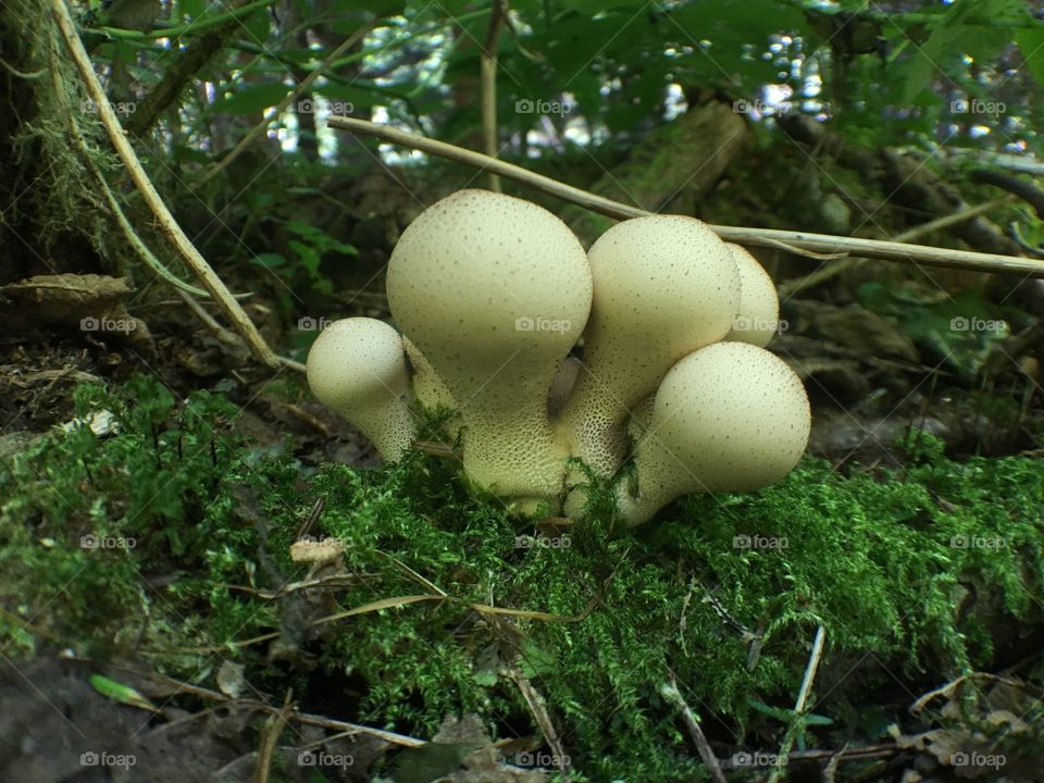 Puffballs. 