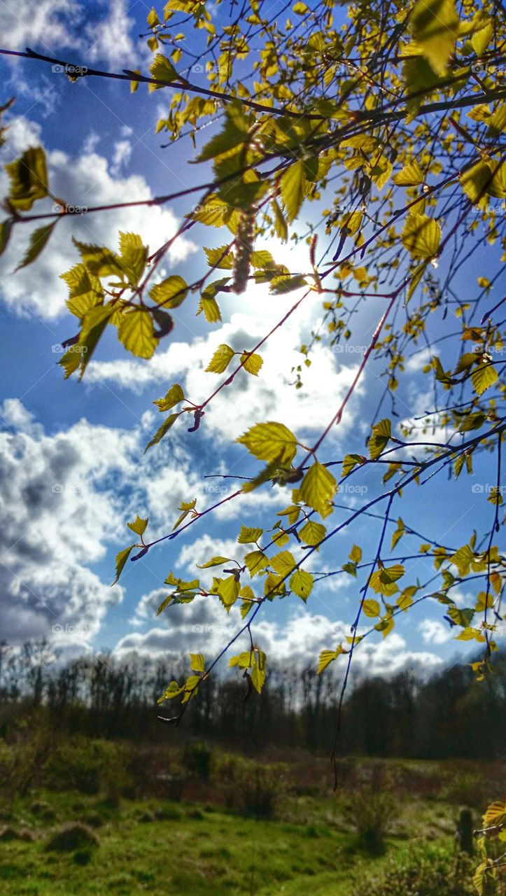 verdant birch tree. verdant birch tree