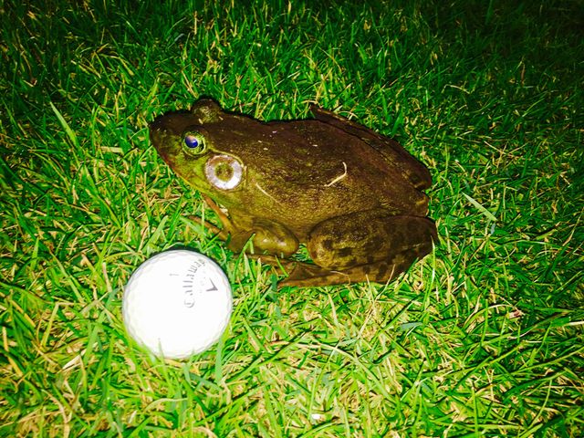 Bull frog