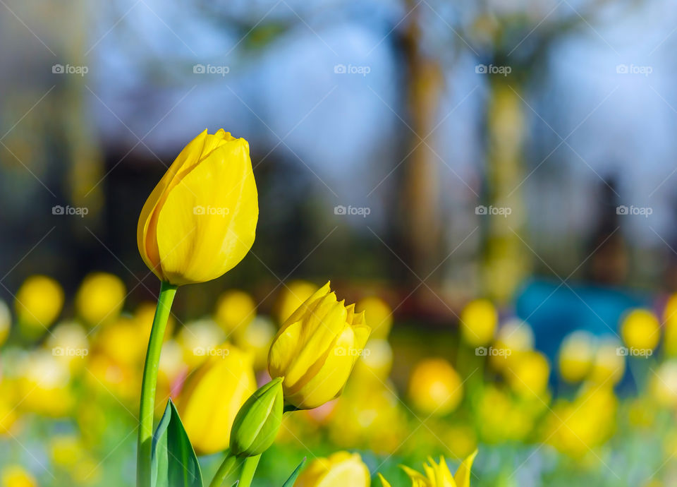 Close-up of yellow tulips