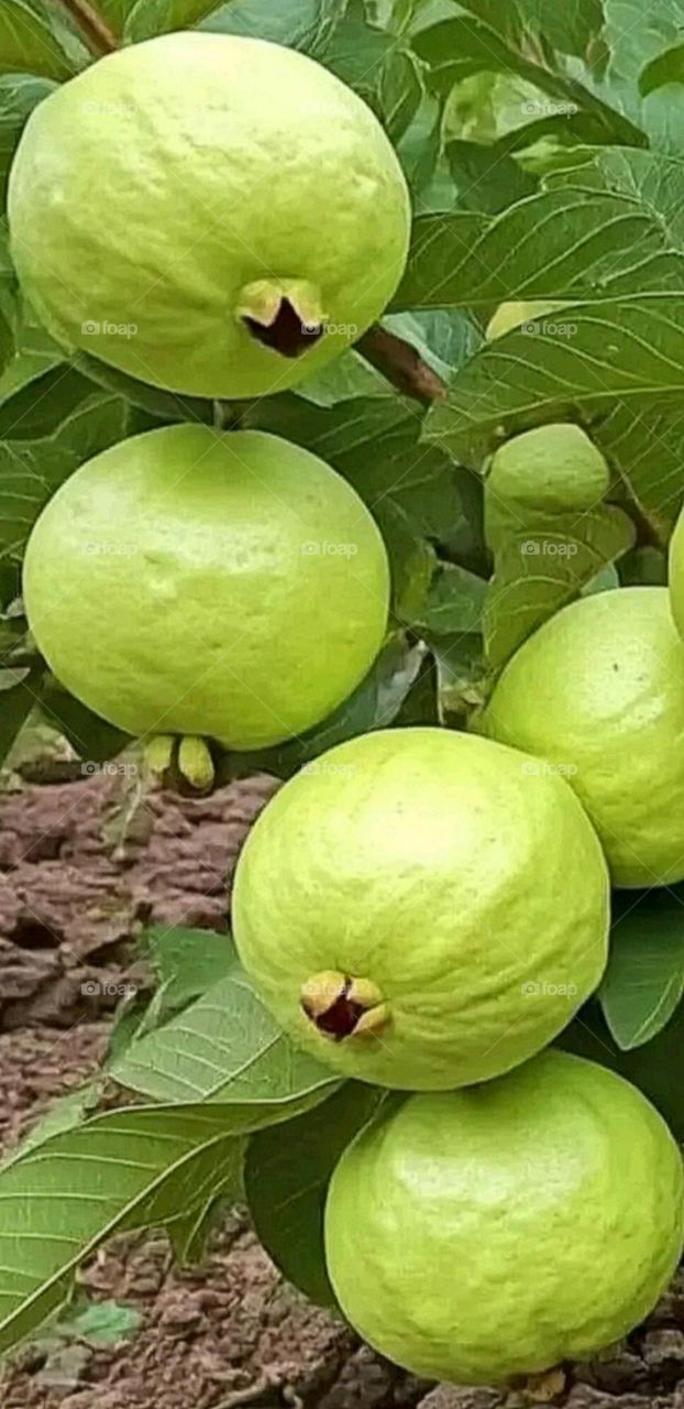 most beautiful and attractive sweet fruits in the garden.