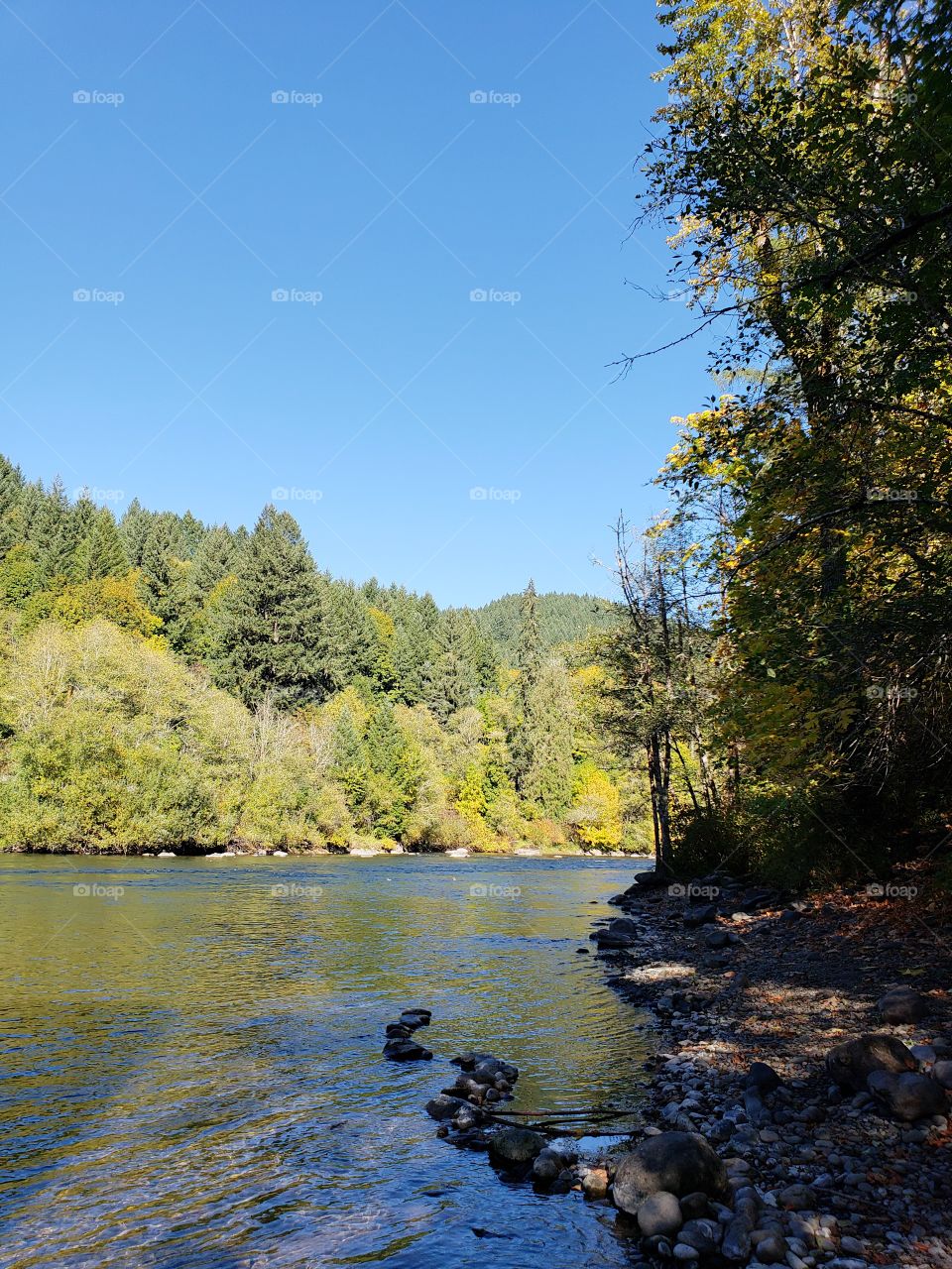 Rocks, trees, and fall foliage in beautiful colors along the banks of the McKenzie River in Western Oregon on a sunny autumn day.