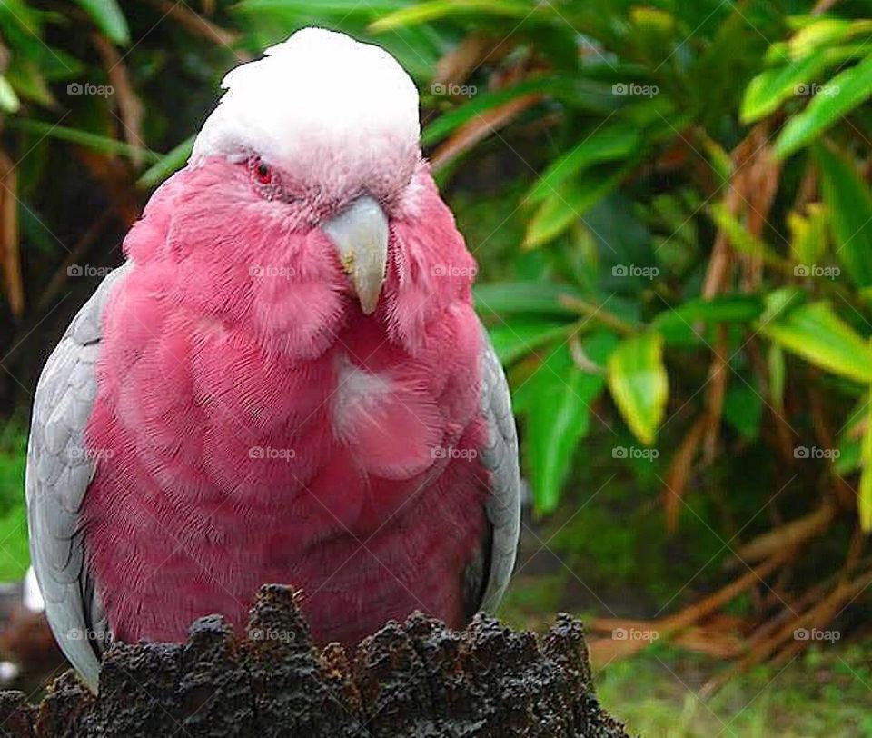 Galah rose breasted cockatoo perched on a tree stump 