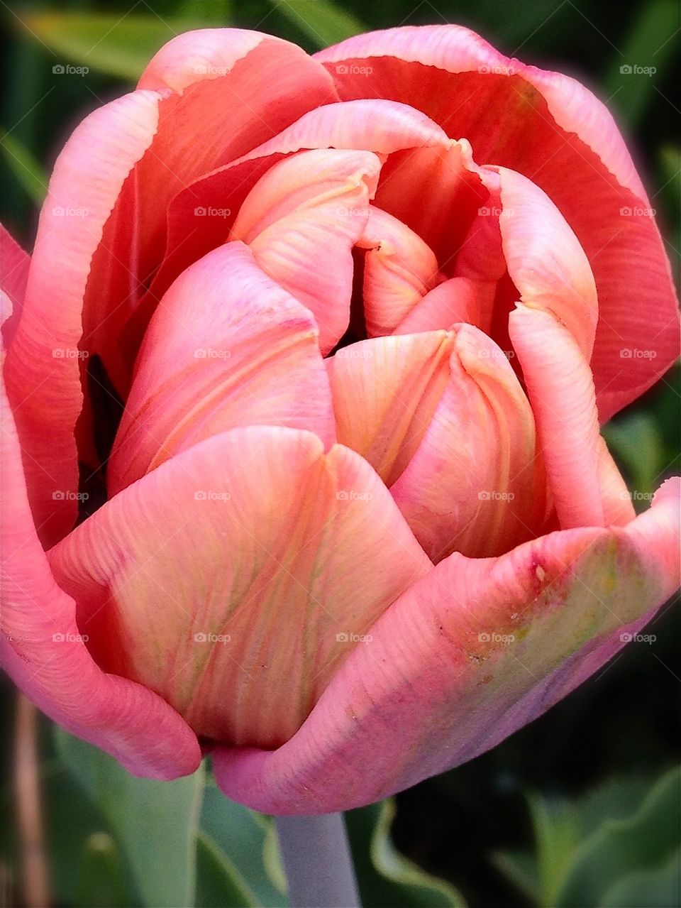 Pink tulip in the street