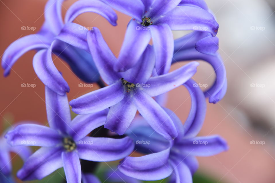 purple hyacinth close-up
