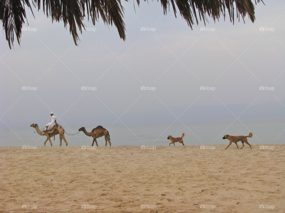 egypt beach ocean dog by KathOnEarth