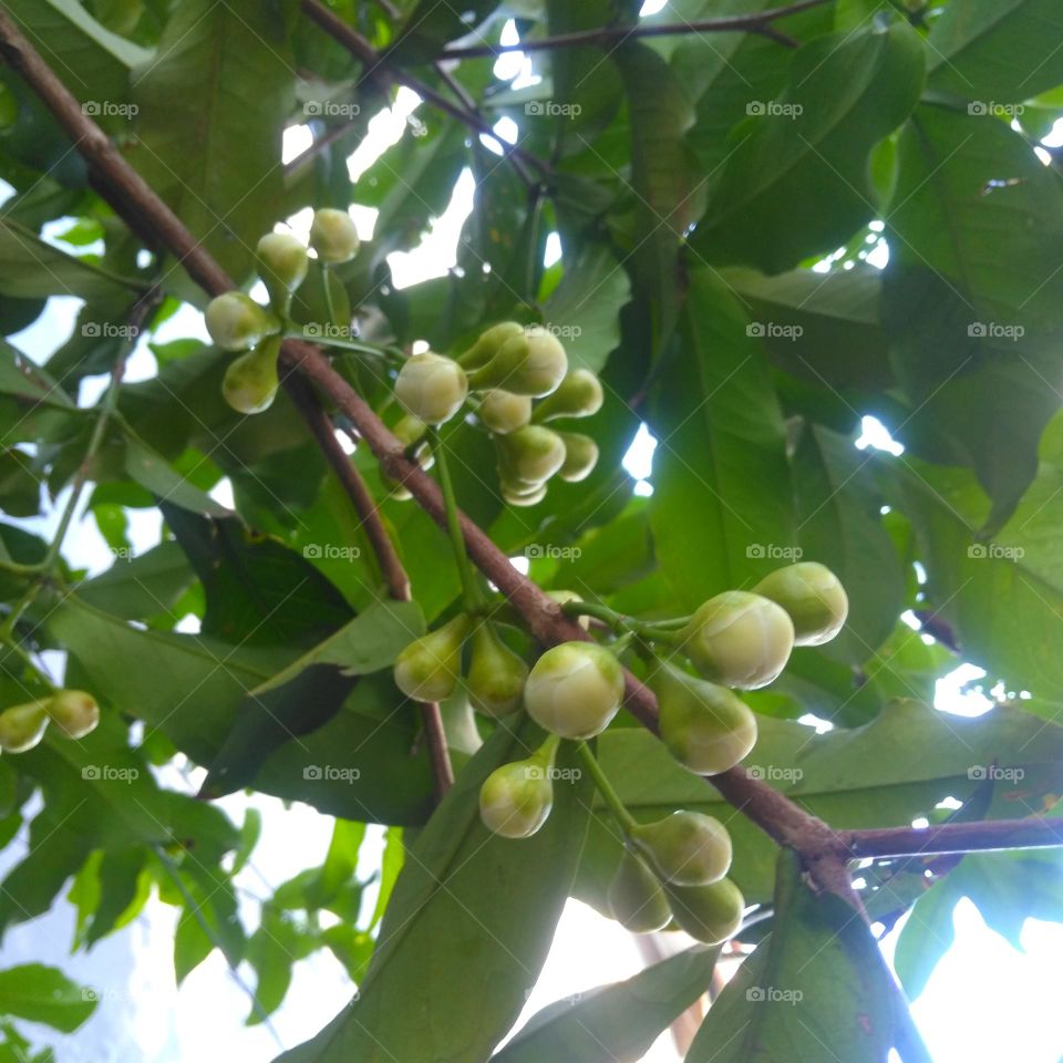 Will water apple on tree