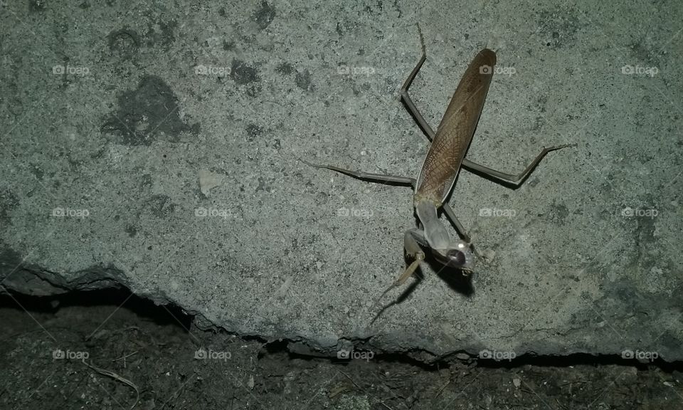 Close-up of praying mantis on rock
