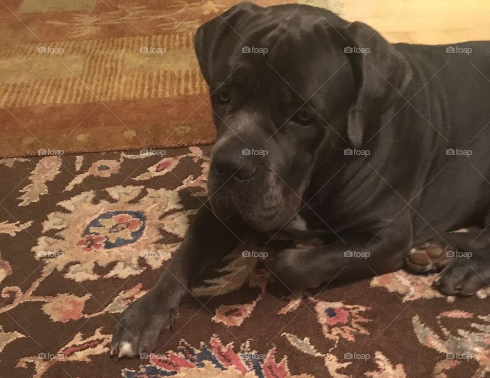 Cute Cane Corso