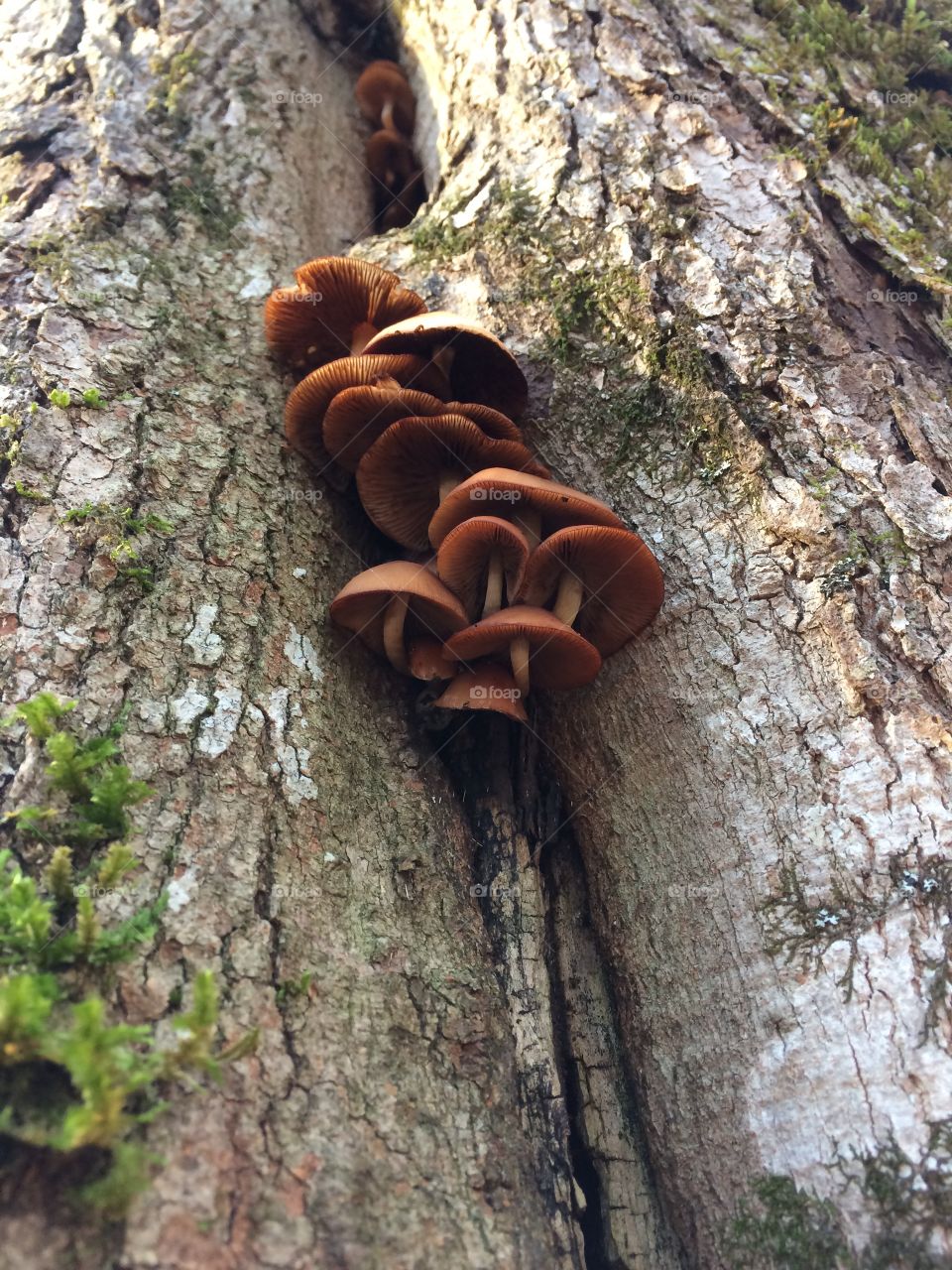 Mushroom cluster in the crack of a tree