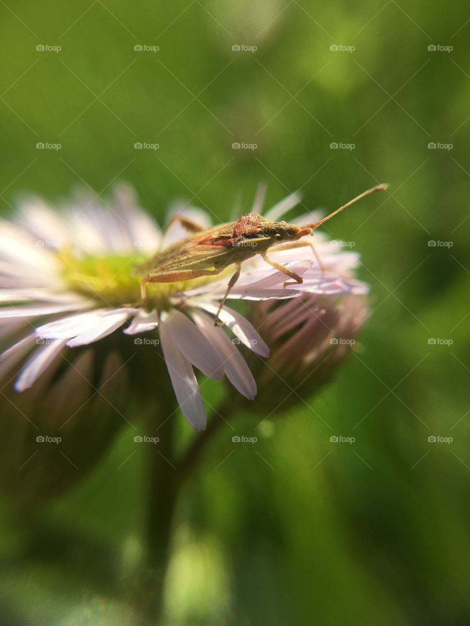 Beetle on flower