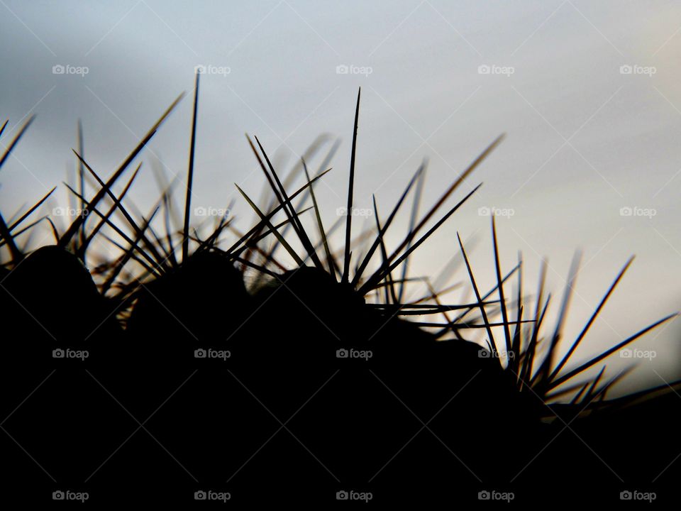 Close up of thorns at sunset