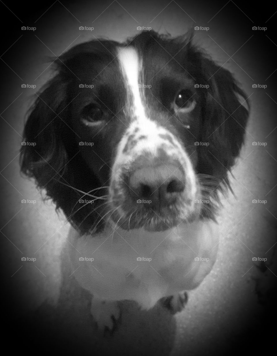 dippy dolly english springer spaniel