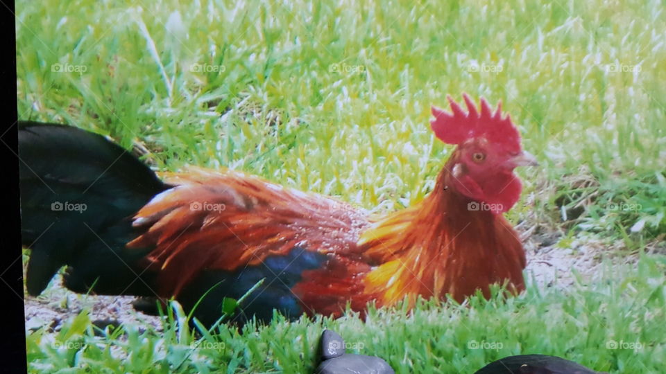 Relaxed rooster