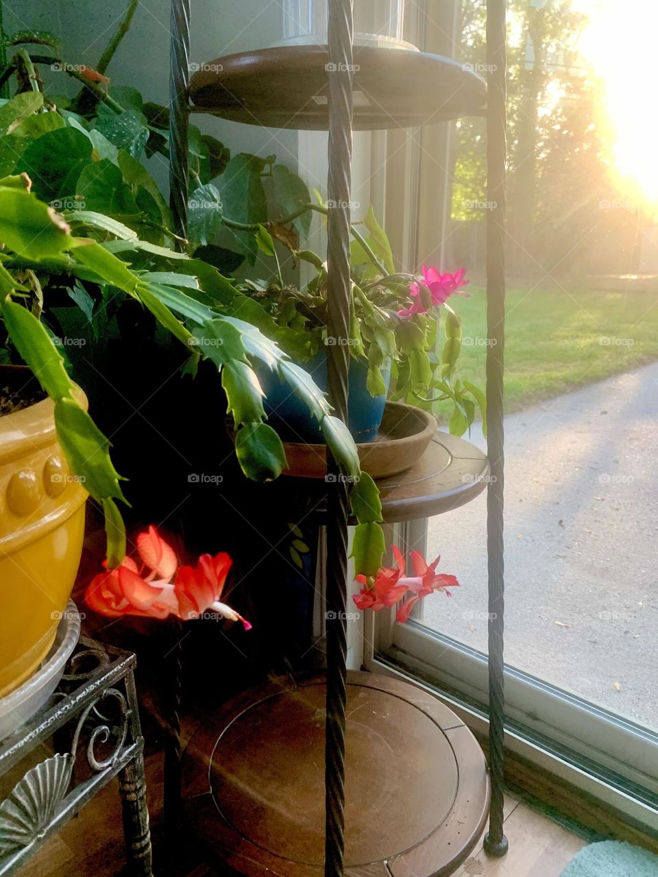 Cactus blooms