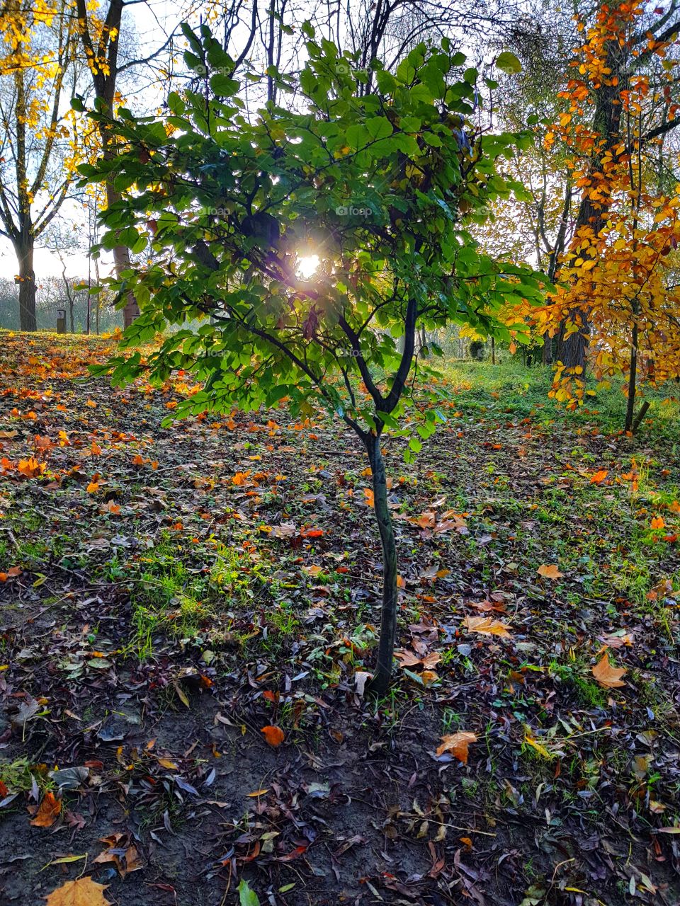 lonely tree eston hills