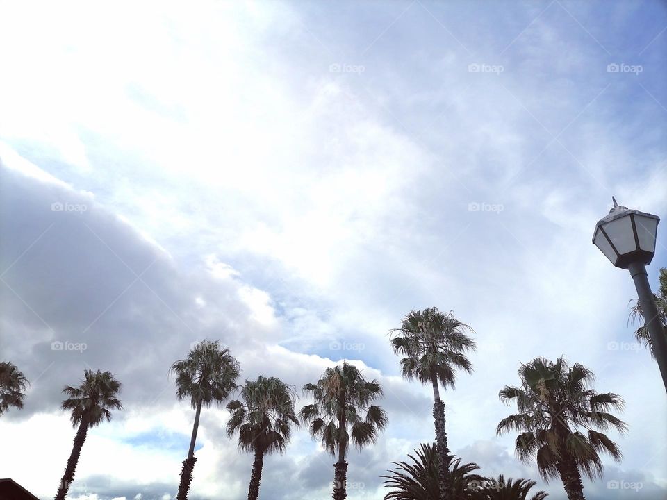 Upload your photo of the week: palm trees