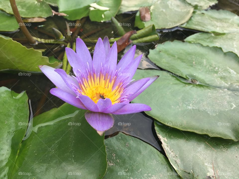 The lotus in garden 