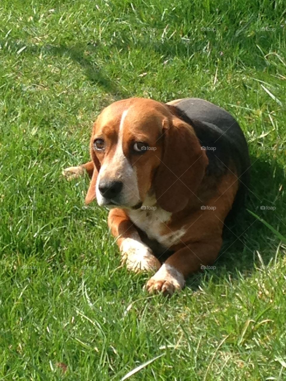 Summer day in the yard