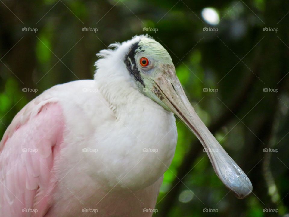 Colorful Spoonbill 