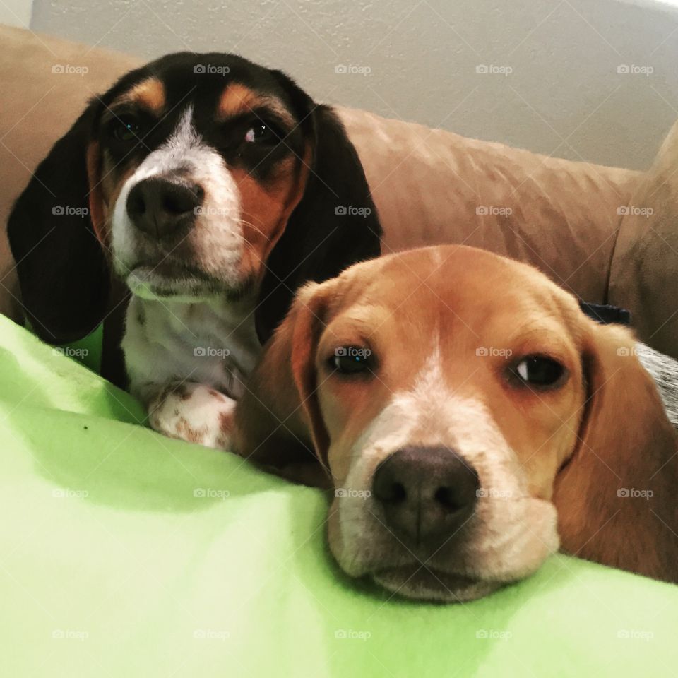 My beautiful beagles pups
