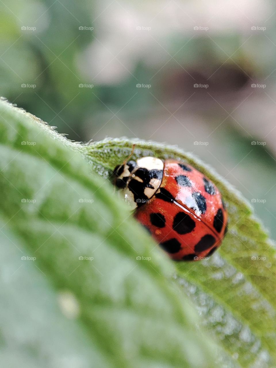 Ladybug on a leaf
