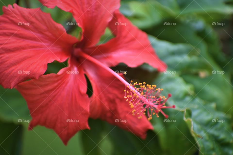 Wild hibiscus in Hawaii