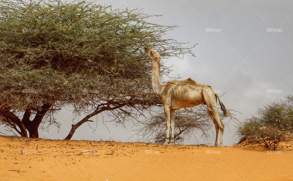View of a camel eating leaves from tree