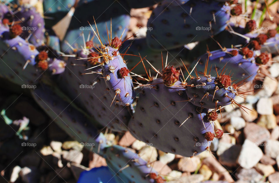 Beautiful,prickly, purple cactus in a bed of rocks 