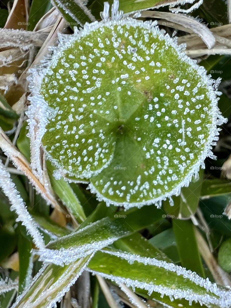 A tiny green clover leaf speckled in frost, huddled in the grass during the first freeze