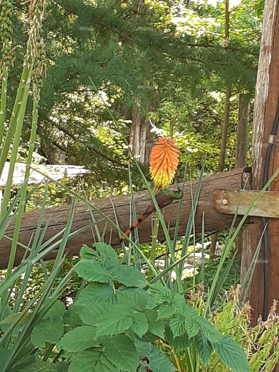 flor naranja colibrí inquieto