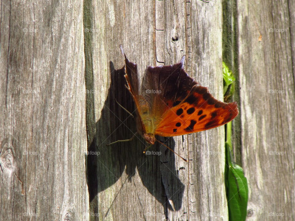 butterflies