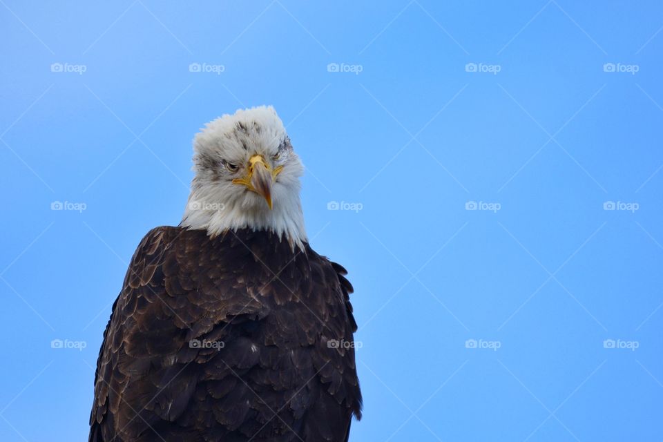 Curious eagle