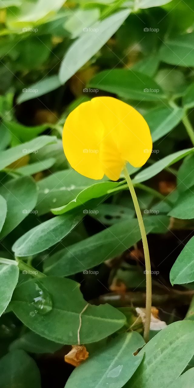 Pinto grass flower