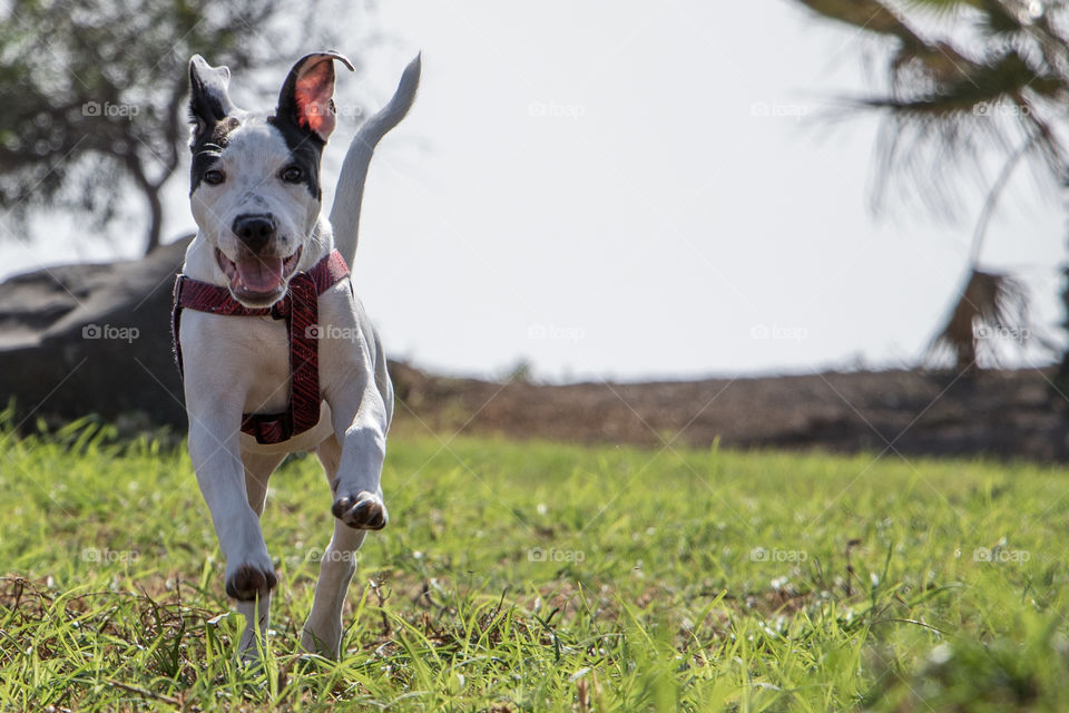 Cute happy dog running in the park