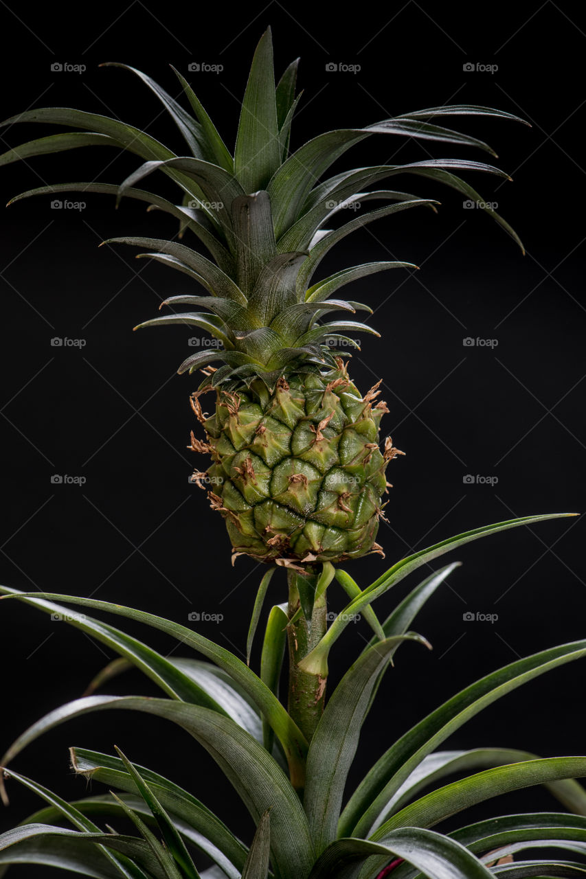 Pineapple