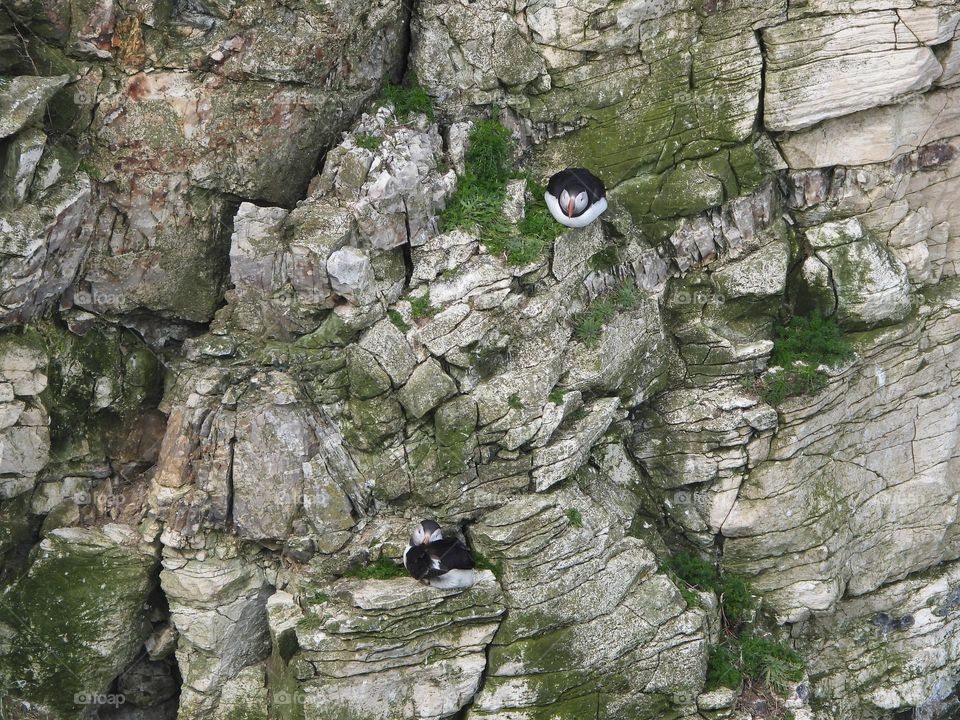 Puffins on a cliff