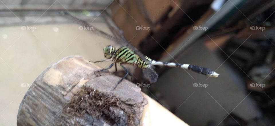 Dragonfly perched on a bamboo stick