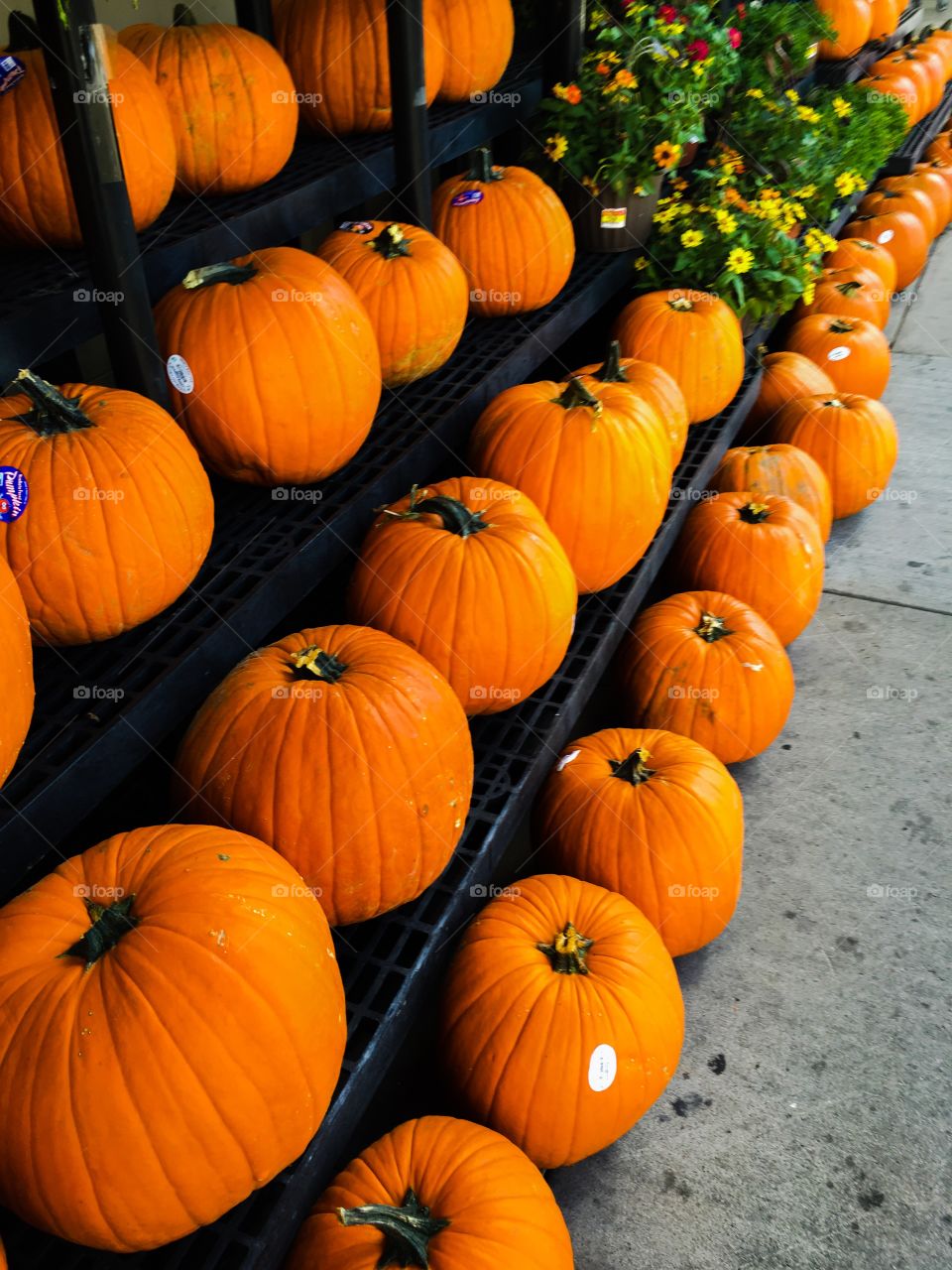 row of pumpkins for sale