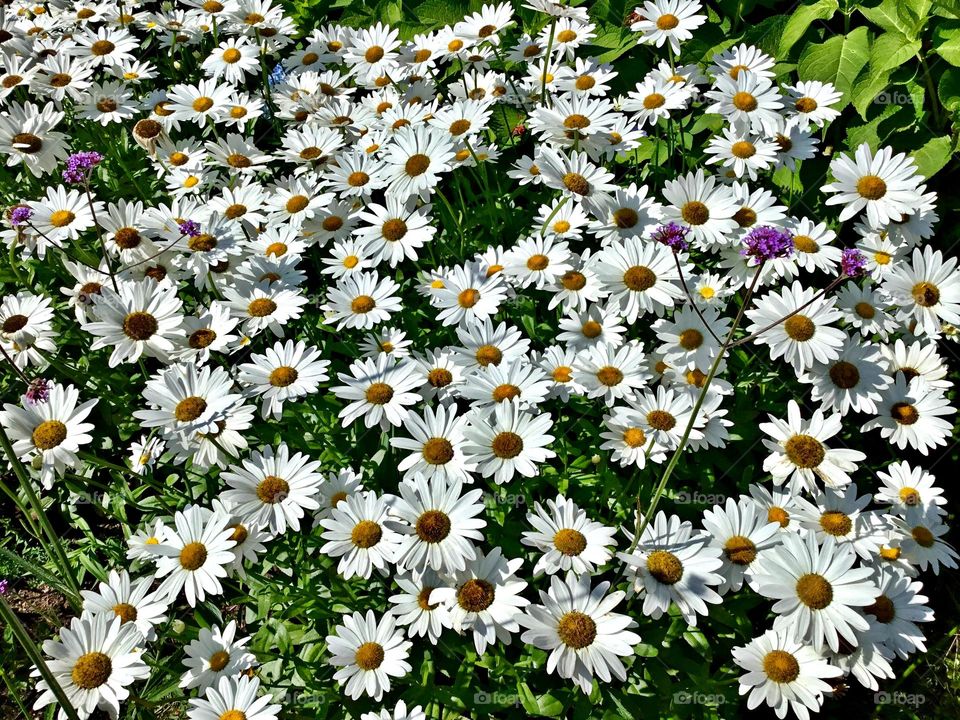 Color: White - Daisies - Like most white flowers, white daisies represent purity and innocence with their bright and fresh appearance. White daises can be included in wedding flowers or wedding decor.