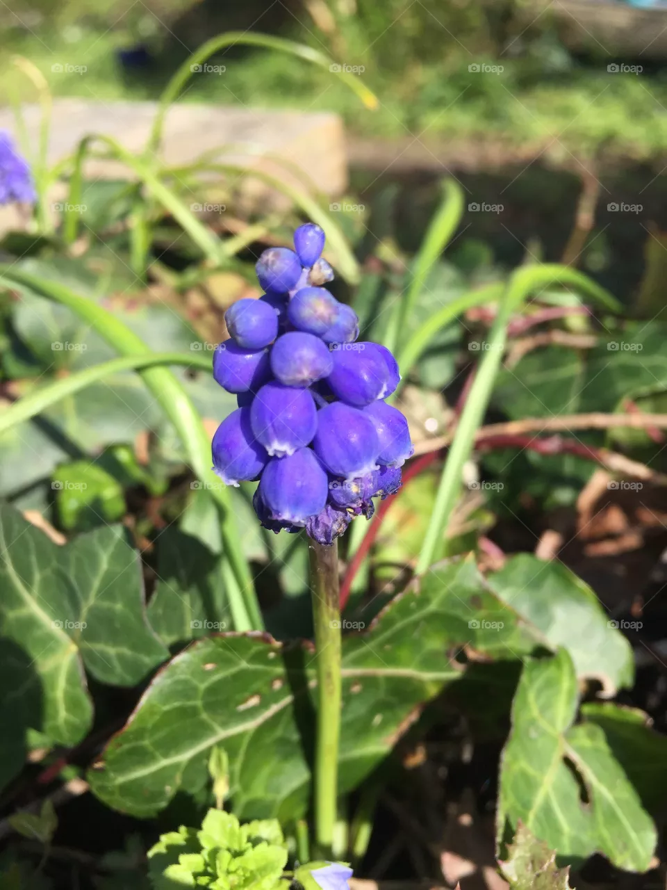 Muscari neglectum