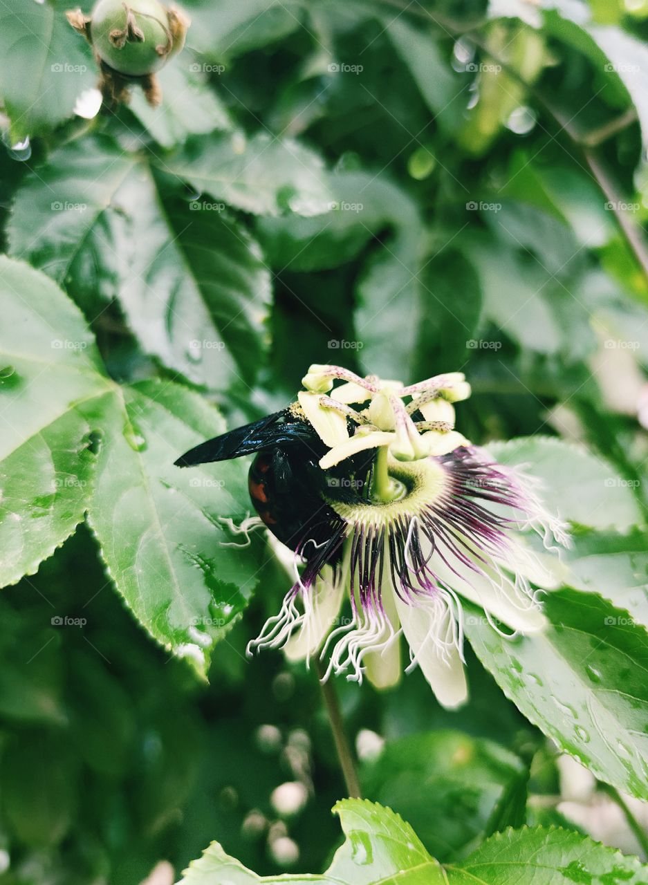 pollination