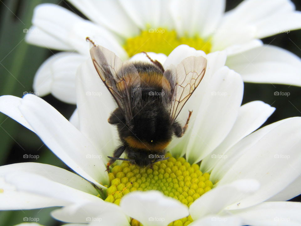 Head first, a bee in a flower