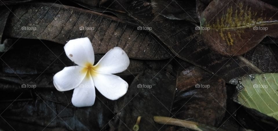 white flower and black leaf